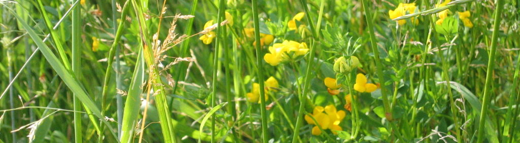 Schweizerischer Hinterwälder Zuchtverein