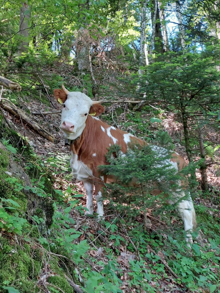 Alpauffahrt Hinterarni